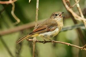 Norfolk Island Golden Whistler photo