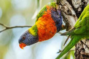 Rainbow Lorikeet in Australia photo