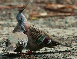 Crested Pigeon in Australia photo