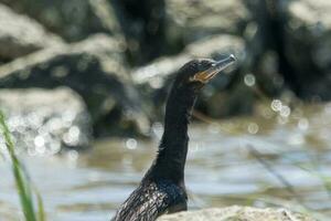 Neotropic Cormorant in USA photo