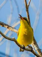 Olive-backed Sunbird in Australia photo