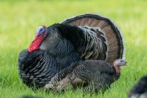 Wild Turkey Bird photo