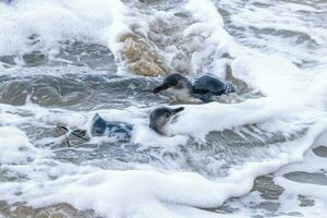 Little Blue or Fairy Penguin photo