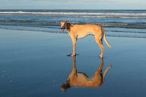 Cute Greyhound Dog photo