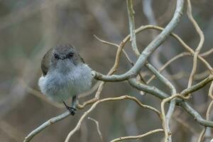 Grey Warbler Gerygone from New Zealand photo