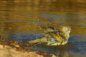 Red-rumped Parrot in Australia photo