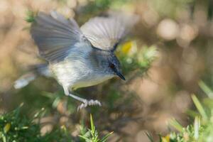 Grey Warbler Gerygone from New Zealand photo