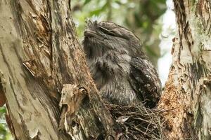 Tawny Frogmouth in Australia photo