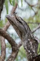Tawny Frogmouth in Australia photo