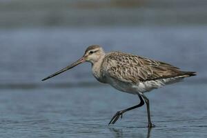 Bar-tailed Godwit in Australasia photo