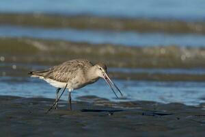 Bar-tailed Godwit in Australasia photo