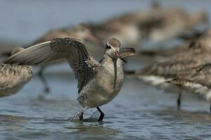 Bar-tailed Godwit in Australasia photo