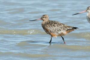 Bar-tailed Godwit in Australasia photo