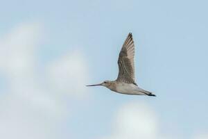 Bar-tailed Godwit in Australasia photo