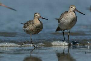 Bar-tailed Godwit in Australasia photo