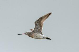 Bar-tailed Godwit in Australasia photo