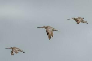 Bar-tailed Godwit in Australasia photo