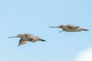 Bar-tailed Godwit in Australasia photo