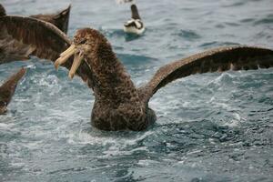 Northern Giant Petrel photo