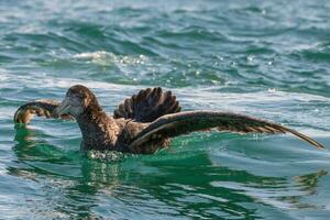 del Norte gigante petrel foto