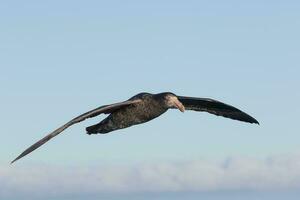 del Norte gigante petrel foto