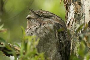 Tawny Frogmouth in Australia photo