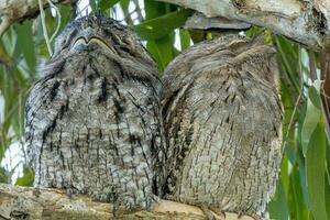 Tawny Frogmouth in Australia photo