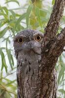 Tawny Frogmouth in Australia photo