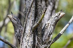 Tawny Frogmouth in Australia photo