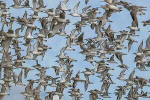 Shorebirds Flocking in New Zealand photo