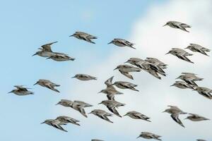 aves playeras congregación en nuevo Zelanda foto