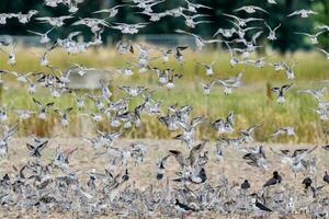 Shorebirds Flocking in New Zealand photo