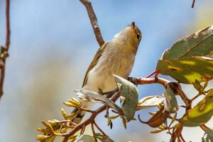 Western Gerygone in Australia photo