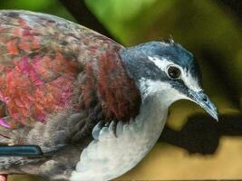 White-breasted Ground Dove photo