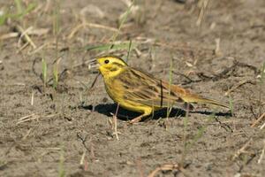 Common Yellowhammer Finch photo