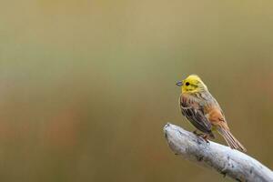 Common Yellowhammer Finch photo