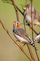 Zebra Finch wild in Australia photo