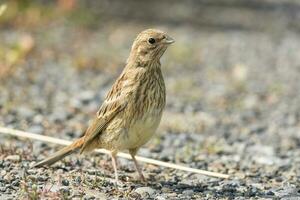 Common Yellowhammer Finch photo