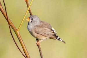 Zebra Finch wild in Australia photo