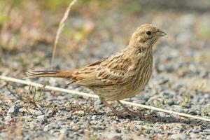 Common Yellowhammer Finch photo