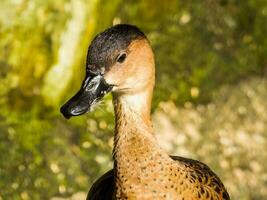 Wandering Whistling Duck photo