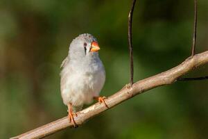 Zebra Finch wild in Australia photo