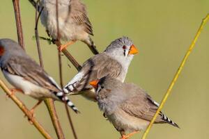 Zebra Finch wild in Australia photo