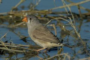 Zebra Finch wild in Australia photo