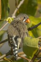 Zebra Finch wild in Australia photo