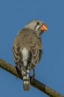 Zebra Finch wild in Australia photo