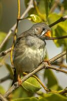 Zebra Finch wild in Australia photo