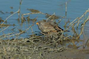 Zebra Finch wild in Australia photo