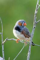 Zebra Finch wild in Australia photo