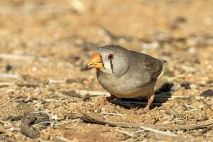 Zebra Finch wild in Australia photo